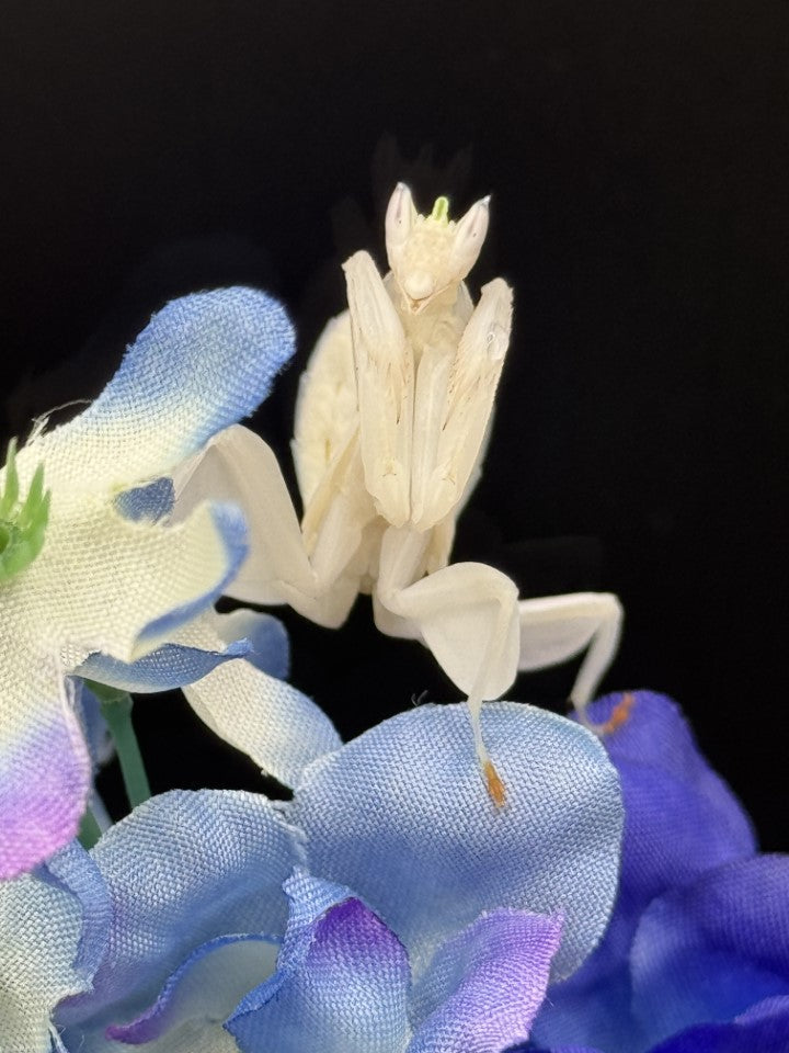 Collections – Jumping Jungle Exotics